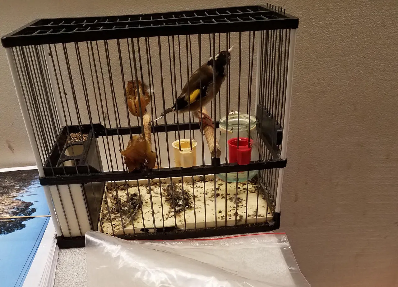 Montpellier : ils piégeaient des petits oiseaux à la glue pour les