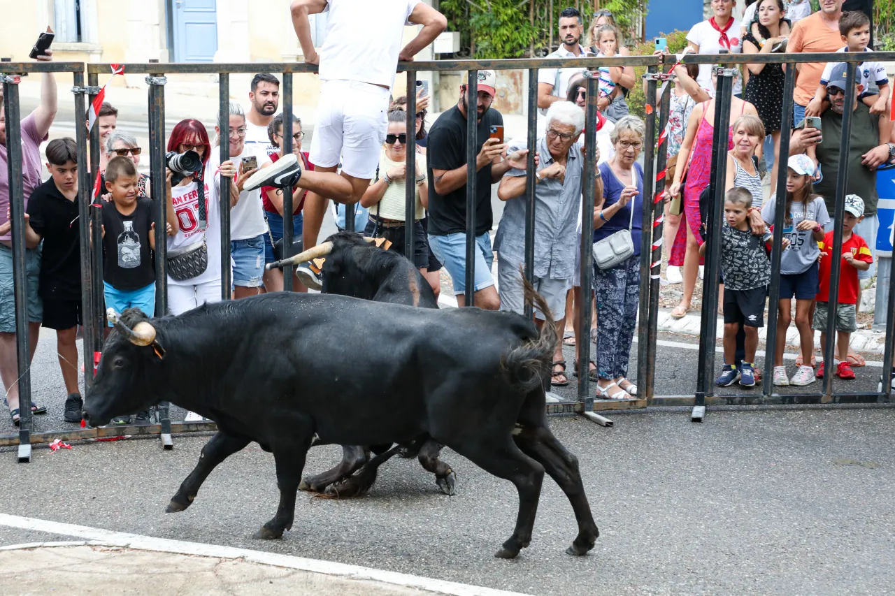 Fête votive dans le Gard : un homme décède après avoir été percuté par un taureau
